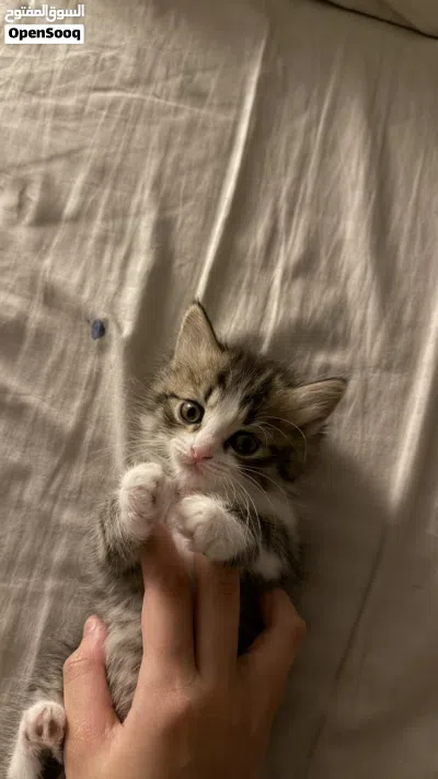 kittens for sale 2