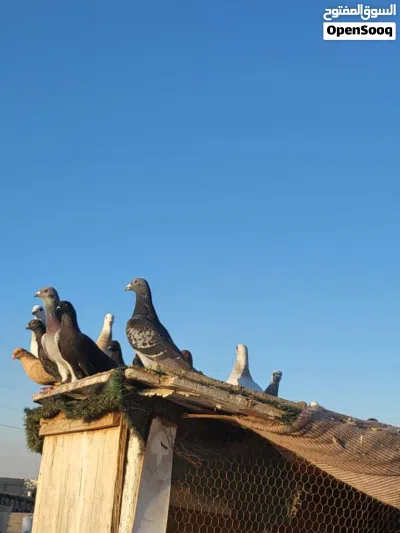 بيع حمام كش 4