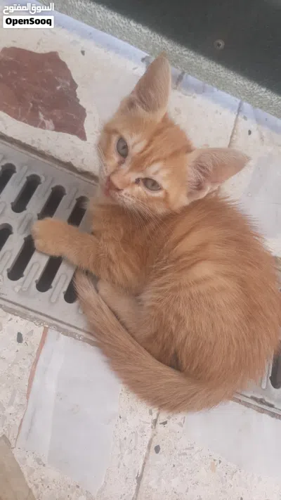 بزازين للتبني ( مجانيات ) 2