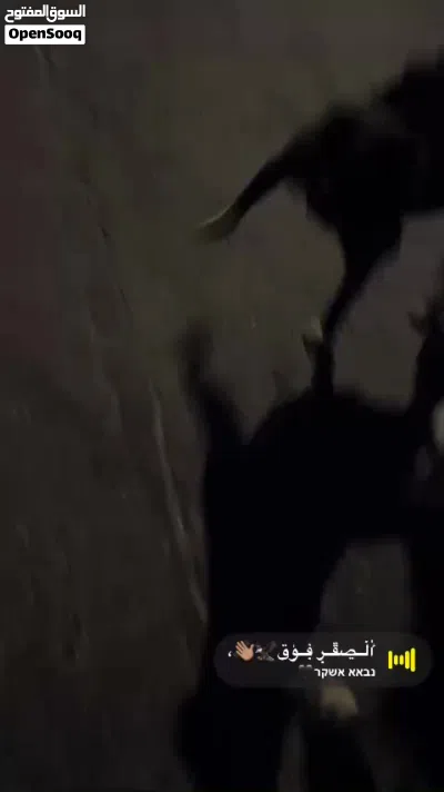 كلب هاسكي شعر كثيف بيتبول بلاك صدر ابيض نخب 3