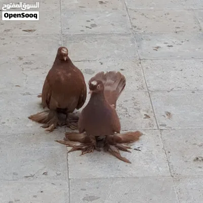 حمام للبيع 2