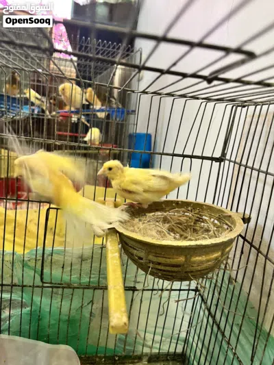 طيور كناري 2