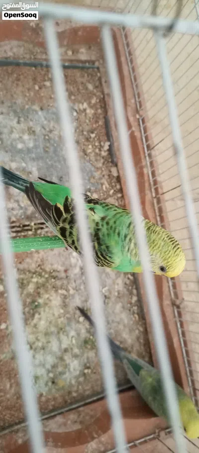 تحتها زوز فروخ وباديه الدحي فالجدي 2