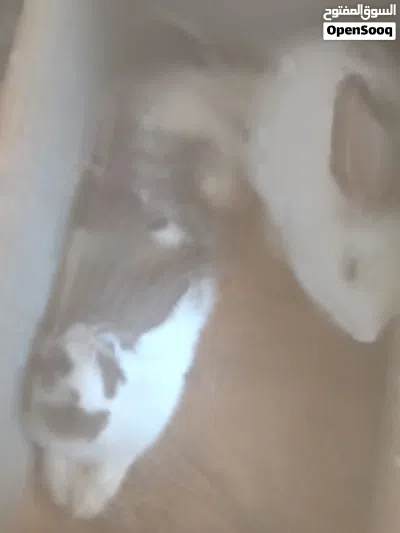ارانب للبيع 2