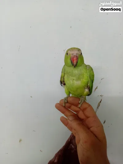 درة للبيع او للبدل 4