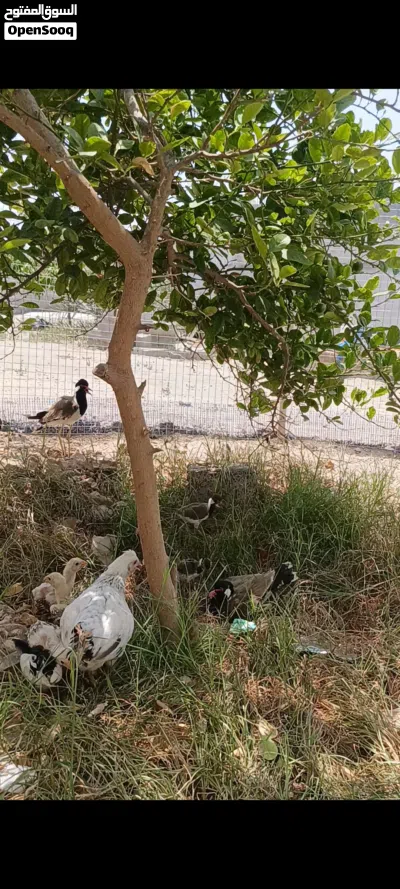 كروان الهندي منتج للبيع او للبدل بطيور أخره 3