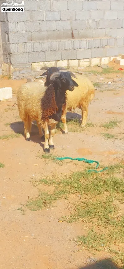 السلام عليكم 4