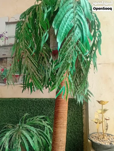 شجره ضخمه جداا للبيع بسعر حرق بسبب ضيق المكان 2