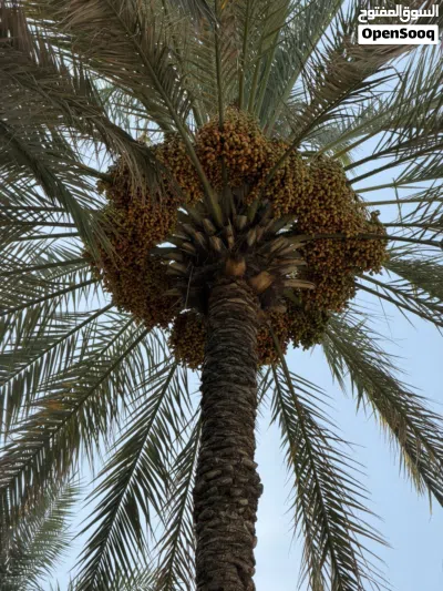 أصناف متنوعة من النخيل للطناء بولاية سمائل 4
