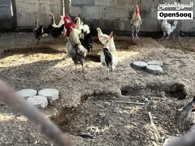 دجاج فرنسي بياض 3