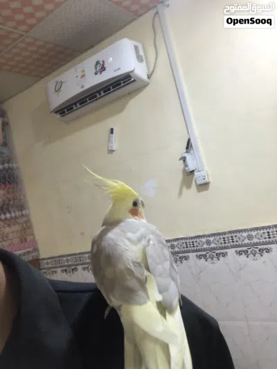 طيرر كوكتيل للبيع فحل اليف طينه 4