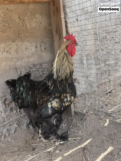 ديك كوشن عملاق 2