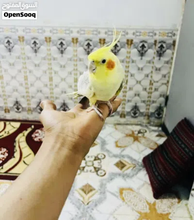 كوكتيل مال بيت شوف لوصف 4