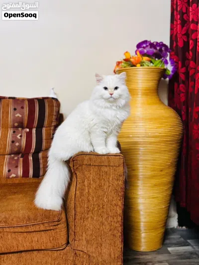 Pet/Cat Sitting At Home With Individual Care. Cageless 3