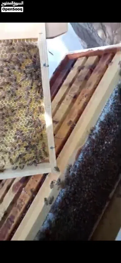 نحل تربيه للبيع 2