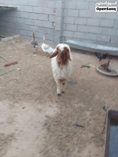 طليه للبيع ورجين معلوفه كل شيء 2