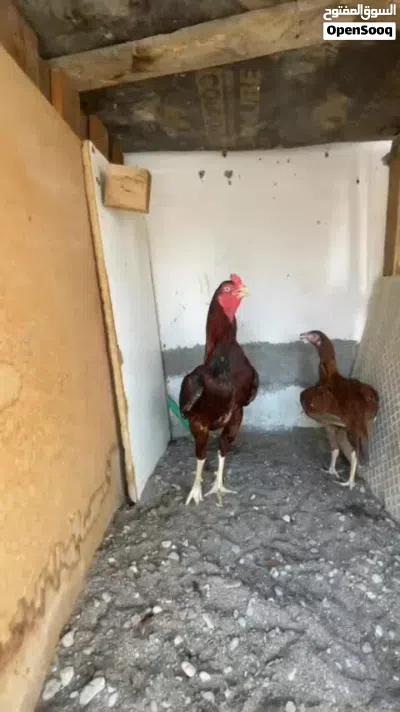 طير بنجابي للبدل 2