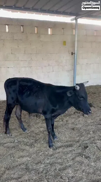 لحم عجول محلي 2