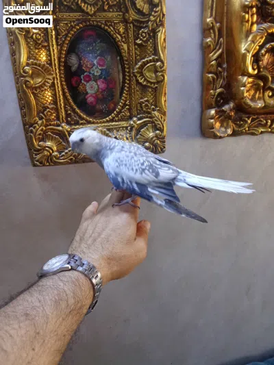 ببغاء ( عصفور ) كوكتيل ( انثى ) اليفة جداااااااا ... 20 دينار 3
