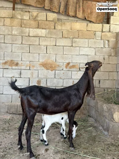 صخله افغانيه خط اول مطفل صار الها سبوع من جابت هاي اول بطن الها صخله خير من الله وراها صخل افغاني 2