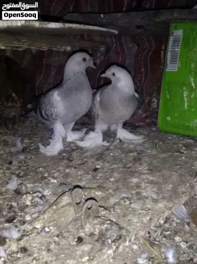 مطلوب حمام قلاب درجه اولى او ثانيه 2