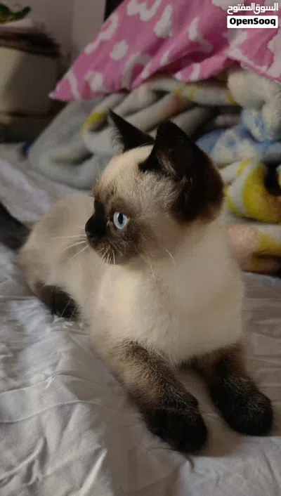 Mixed Himalayan and Siamese Kitten 3