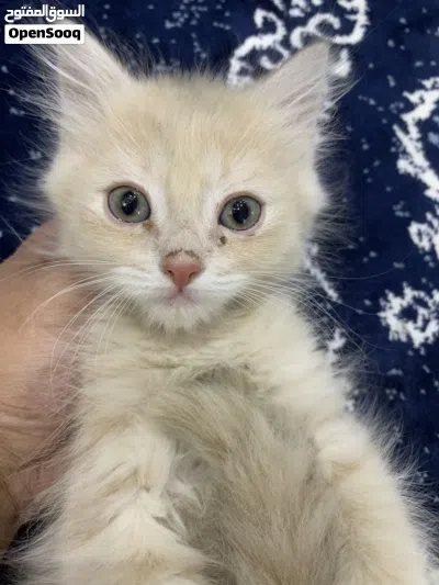 للبيع قطط كيتن العمر شهرين 2