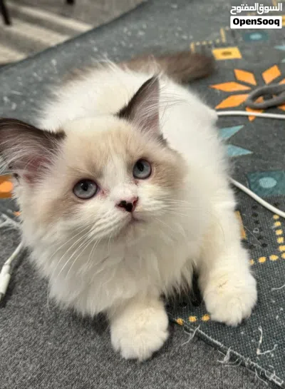 كيتن راغدول بيور شهرين ونص 3