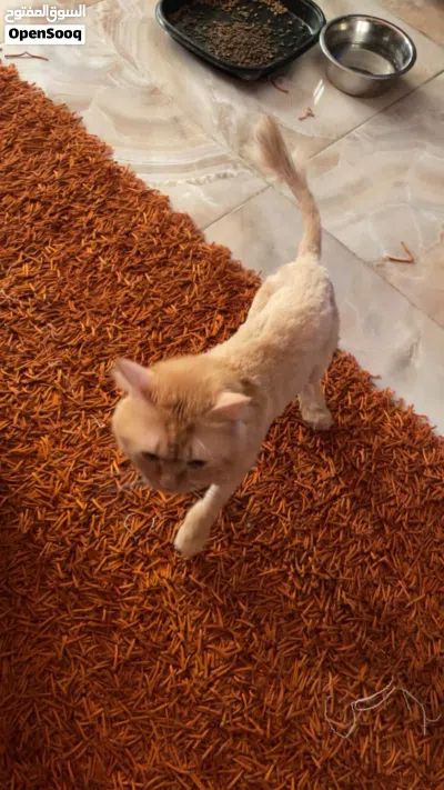 قط ذكر انجورا للبيع 3