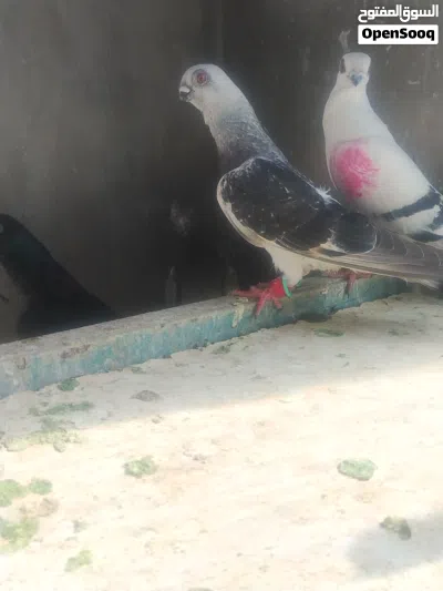فحل بوز طير زق ما شاء الله 2