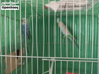 طيور حب جوز اول شغلهم 3