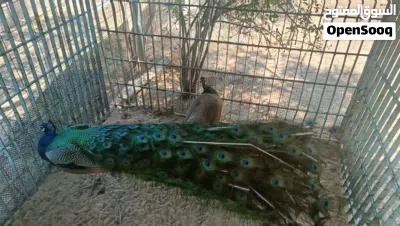 طاووس لبيع 4
