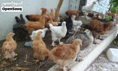 دجاج البراهما بيور مستوى ممتاز حجم كبير ومتحمل للحراره 3