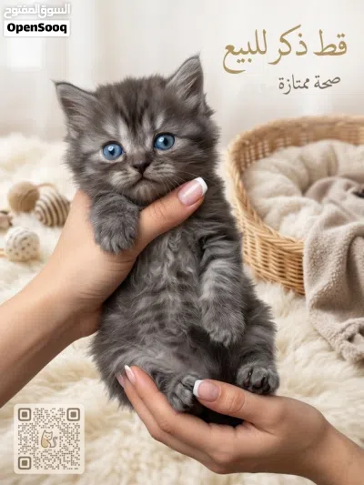 قطط للبيع 2026 3