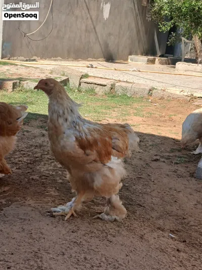 متوفر ديك ليموني موصفات الله يبارك اقراء الوصف 2