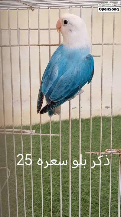 فيشر للبيع 3