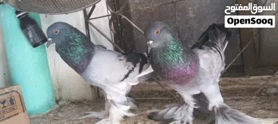 pigeon sale الــنــوع: حمام نفاخ 2