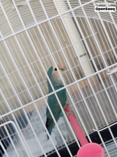 بركديلو روز 3