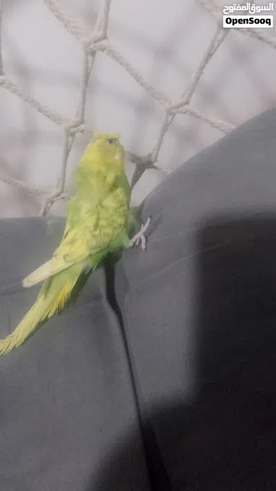 حبتين هوجو رومو للبيع ب20دينار 3