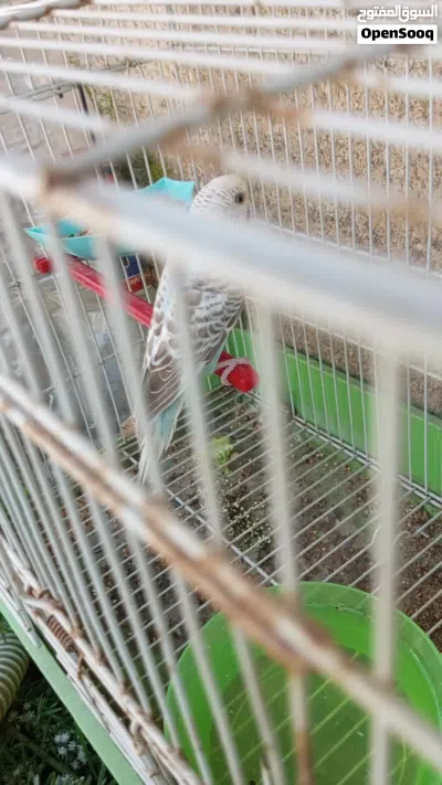 بقلينو بدون قفص 3