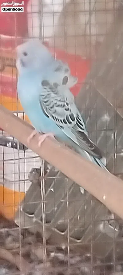 للبيع مجموعه طيور البادجي الهوقوه 2