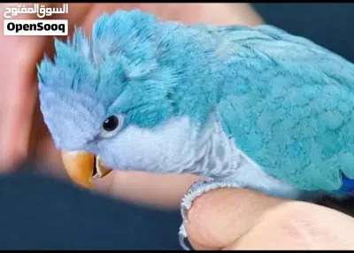 ببغاء كويكر متكلم وأليف 2