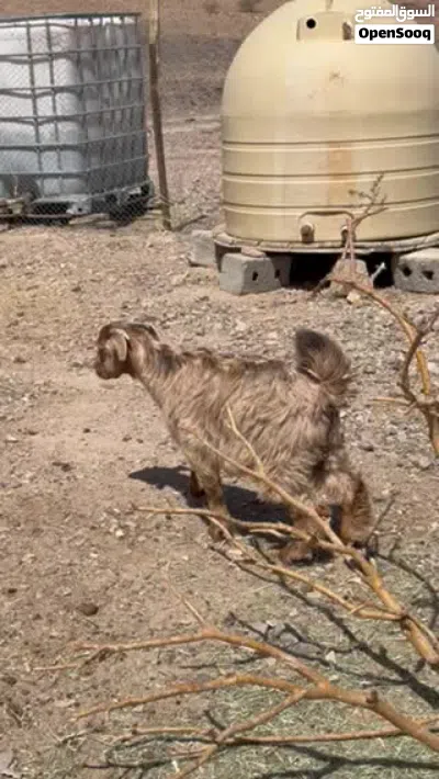 تيس للبيع 2