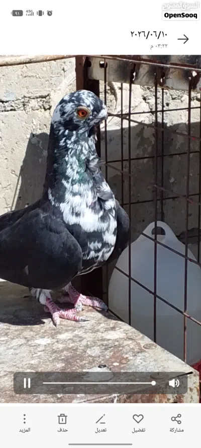 حمام موجودات في مادبا 4