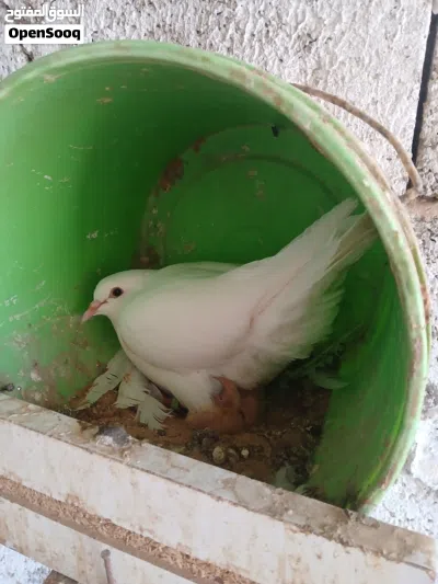 حمام بسعر الله يبارك 3