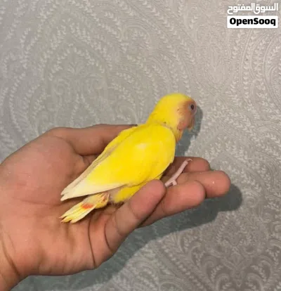لوف بيردز / كوكتيل البينو وعادي 4