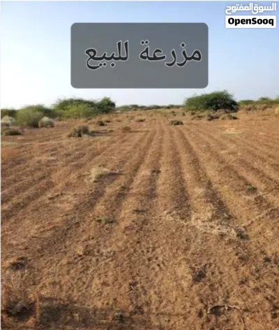 30 هكتار ولاية زغوان للبيع 2