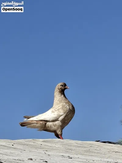 حمام مدينه الزوج 2
