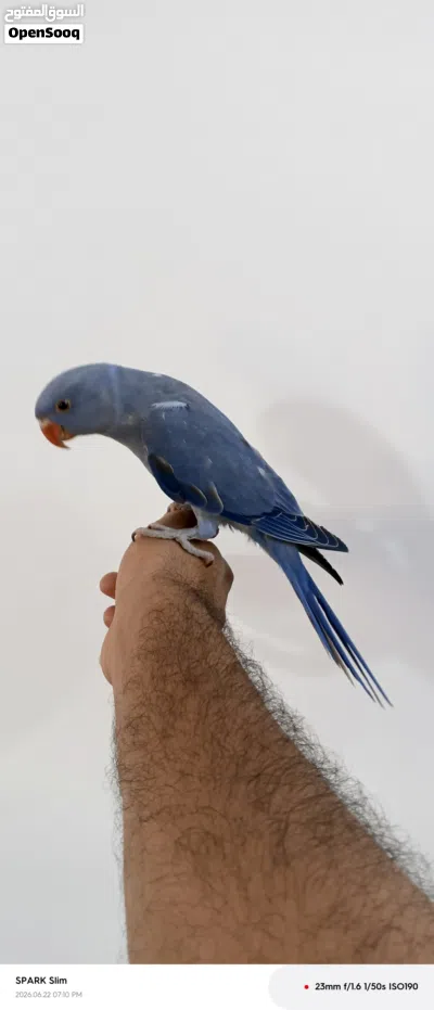 فراخ كساندرا+ دره فايلت 3