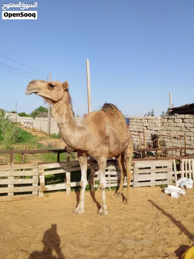 السلام عليكم ناقة وطنية الصلاة علي النبي 2